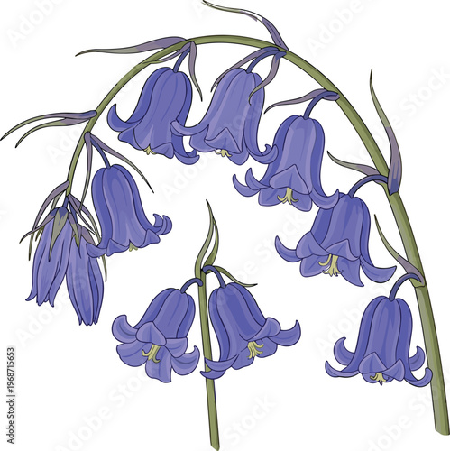 Bluebell flowers vector illustration with delicate purple bluebell blossoms and curved stems woodland spring wildflower botanical floral element isolated on white background