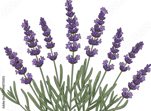 Lavender flowers vector illustration with blooming lavender stems and aromatic herb leaves botanical garden plant floral element isolated on white background