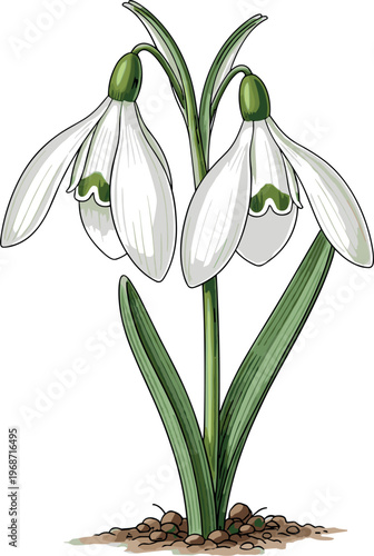 Snowdrop flower botanical vector illustration with white Galanthus blossom, green leaves and stem early spring garden plant isolated on white background