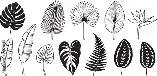 Various leaf shapes and vein patterns from different plant species Vector