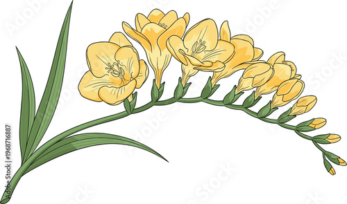 Yellow freesia flower vector illustration with blooming freesia branch, buds and green leaves botanical spring garden plant isolated on white background