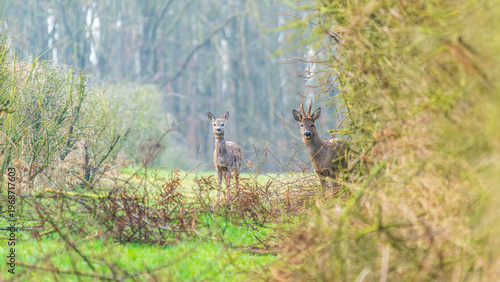 Ein Reh in einer Waldlichtung im zeitigen Frühjahr