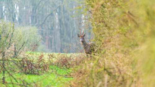 Ein Reh in einer Waldlichtung im zeitigen Frühjahr