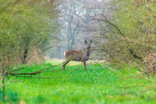 Ein Reh in einer Waldlichtung im zeitigen Frühjahr