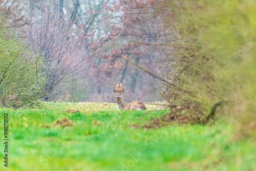 Ein Reh in einer Waldlichtung im zeitigen Frühjahr