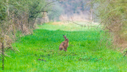 Ein hase sitzt auf einer Waldlichtung im zeitigen Frühjahr