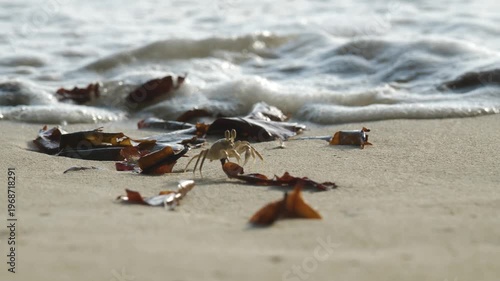 A small crab walks sideways along a sandy beach in Seychelles, surrounded by seaweed and gentle waves in a calm slow-motion 4K vacation scene.