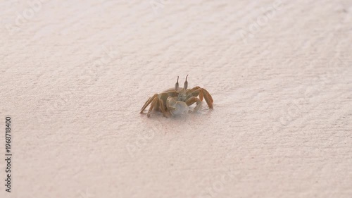 A small crab on a Seychelles beach is slowly covered by a gentle wave in a calm slow-motion 4K scene during a tropical vacation.