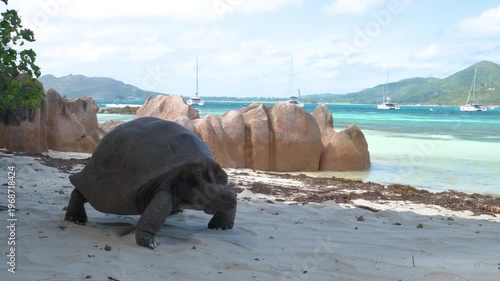 A giant tortoise slowly walks along a sandy beach in Seychelles, with turquoise water and rocky coastline in a relaxing slow-motion 4K vacation scene.