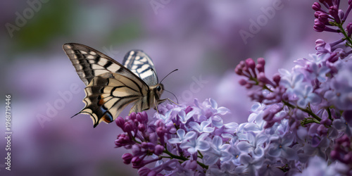 Swallowtail butterfly sitting on a lilac blossom