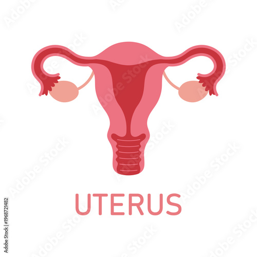 Female Reproductive System Uterus Anatomy Medical Educational Vector Illustration