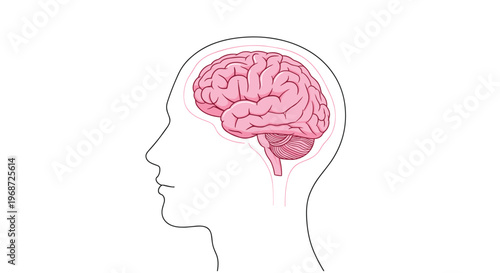 Medical illustration of a human head profile showing the internal structure of the brain, highlighting different lobes and sections for educational use.