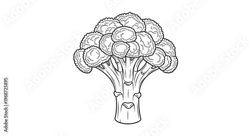 Detailed black and white drawing of a head of fresh broccoli showing the texture of the florets and thick stalk for food art.