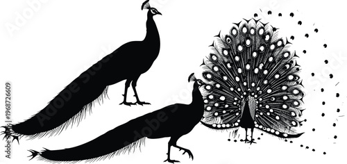 Peacock silhouettes collection with detailed feathers showing standing and tail display poses isolated on white background wildlife vector illustration