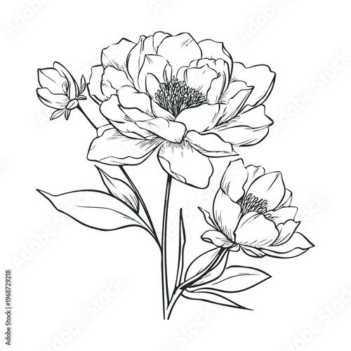 Elegant peony flowers botanical illustration, hand-drawn with intricate details, perfect for spring and summer designs, adding a touch of natural beauty and sophistication to any creative project.