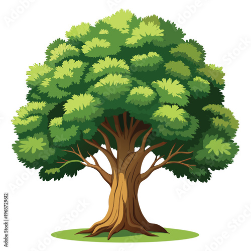 detailed oak tree vector illustration isolate