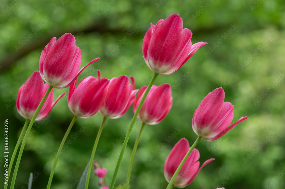 Obraz premium Pink triumph Dynasty tulips flowers blooming in garden with green blurred background photographed close up in natural daylight