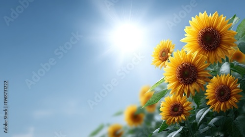 Bright Sunflowers Under Clear Blue Sky with Sunlight Reflection