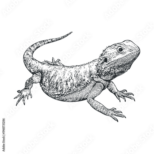 Detailed hand-drawn lizard illustration captures the unique texture and scales of this fascinating reptile, showcasing its intricate features in a realistic style.
