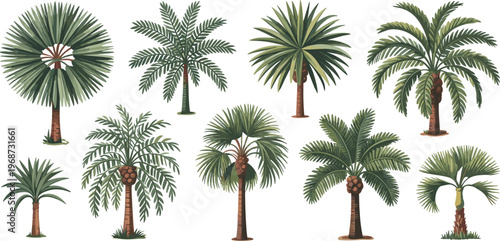 Tropical palm tree vector collection featuring various species like fan and coconut palms for summer vacation travel posters and botanical landscape design,