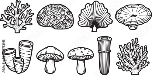Illustrations of various mushrooms and toadstools in detailed line drawings. Vector