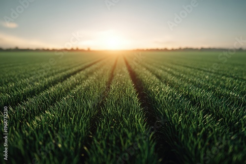 Sunrise over green fields with rows of crops in the early morning light showing the start of a new day