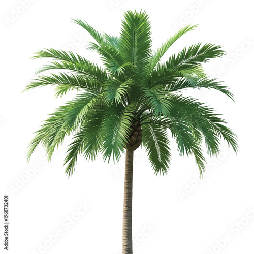 Beautiful tropical palm tree vector