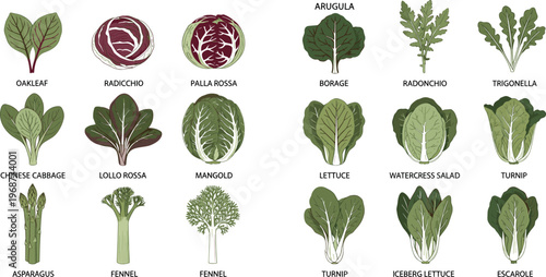 Variety of Fresh Green Vegetables and Leafy Greens Set Including Arugula, Fennel, Lettuce, and Radicchio for Organic and Healthy Food Designs