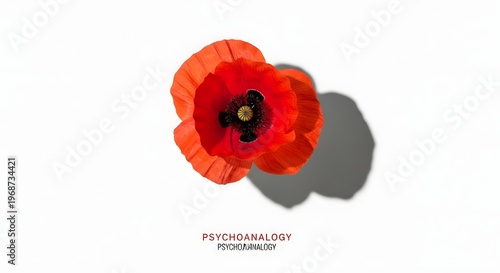 Canada day remembrance vibrant red poppy flower symbolizing sacrifice and peace