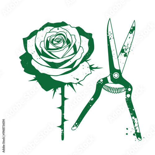 Green ink of a blooming rose with thorns and open garden shears isolated on a white background with a distressed grunge texture