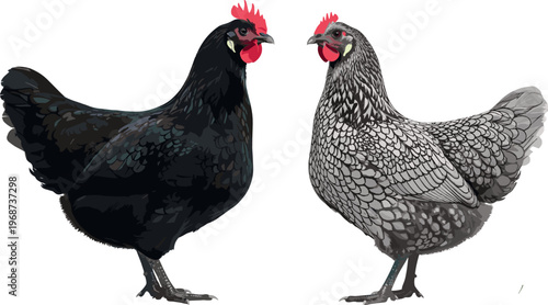 Detailed Black and White Chicken Pair Vector Illustration for Farming, Poultry, and Animal Husbandry Themes