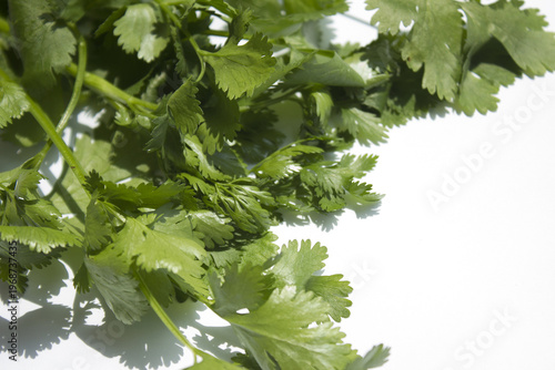 Coriander on a white background.