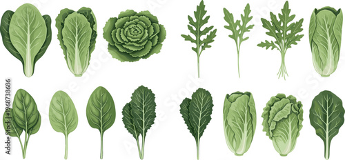 Fresh Lettuce and Leafy Greens Collection in Different Varieties for Healthy, Organic, and Natural Food Designs