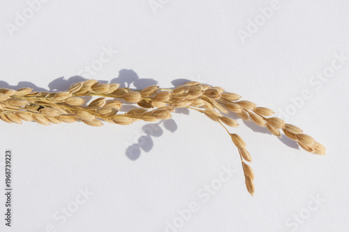 Ears of rice isolated on white background