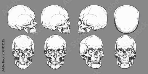 Detailed anatomical study of human skulls in various perspectives