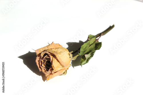 dried yellow rose flower isolated on white background