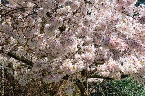 White Spring Blossoms Background