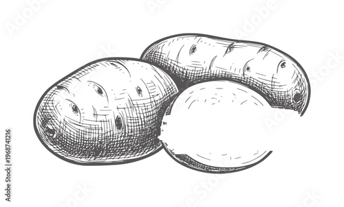 Hand drawn of three potatoes one cut in half white food vegetable root