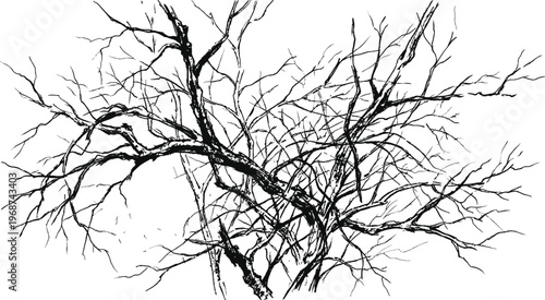 bare tree branches on white background vector illustration