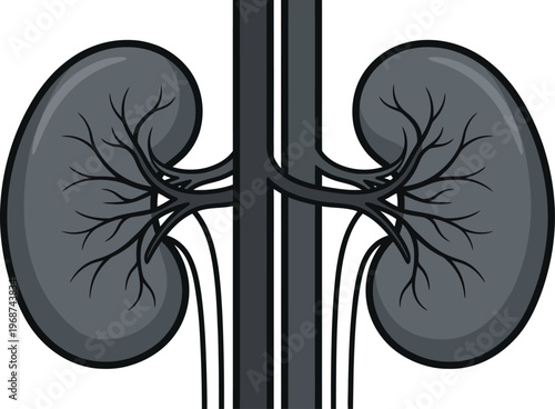 human kidneys with blood vessels and ureters vector illustration