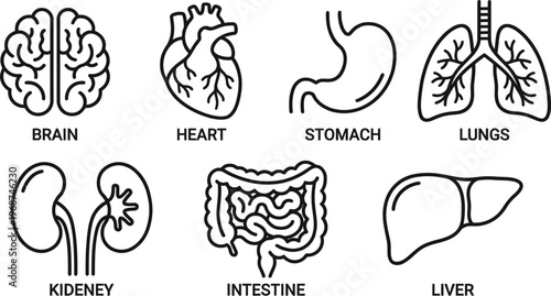 Human body organs vector illustration, flat design