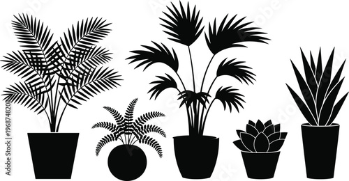 Black potted plants with various leafy green foliage in decorative containers green leaves houseplants