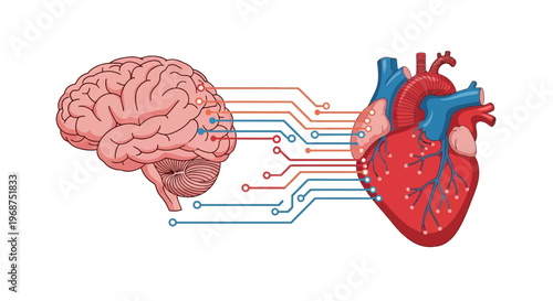 The Symbiotic Connection Between The Brain And Heart