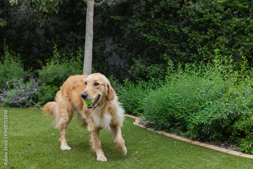 Fototapeta Golden retriever dog is standing on manicured lawn in backyard garden, holding green tennis ball