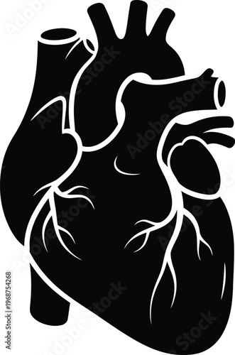 Silhouette realistic human heart anatomical organ medical illustration vector