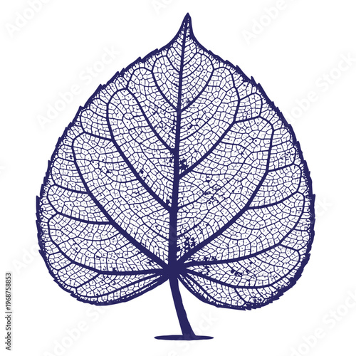 Dark blue silhouette of a skeletonized leaf with intricate vein patterns isolated on a white background showing detailed botanical structure and organic texture
