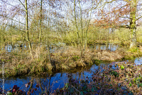 Puddles of water in a flooded area in marshy zone among abundant wild vegetation and bare shrubland, Tosch-Langeren nature reserve, reflection on water surface, winter day in Maaseik, Belgium