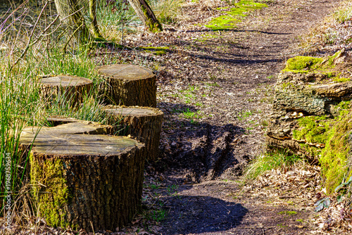 Muddy hiking trail with tree stumps some covered in green moss, wild grass, pruning debris and dry leaves on the ground, Tosch-Langeren Nature Reserve, winter day in Maaseik, Belgium