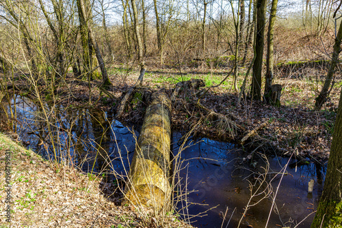 Fallen tree trunk on Bosbeek River among abundant wild vegetation, scrubland and bare trees, Tosch-Langeren nature reserve, reflection on water surface, winter day in Maaseik, Belgium