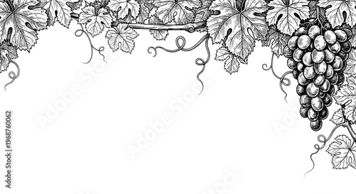 Grapes and vines illustration in black and white for wine decoration  
